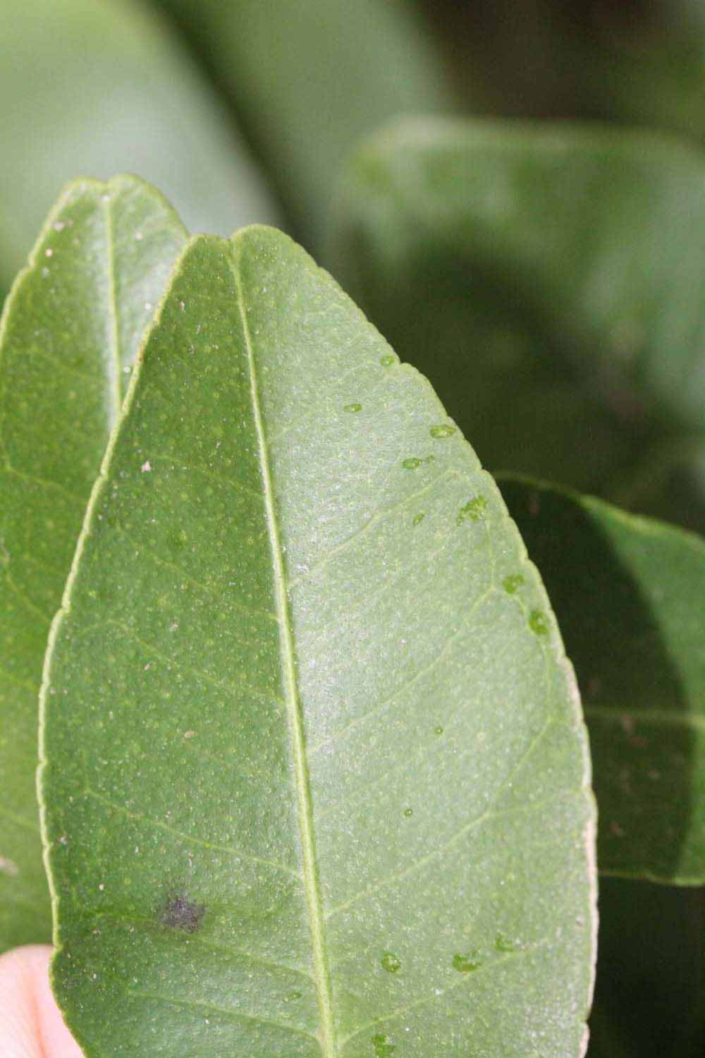              Margin (Riverside, CA)       